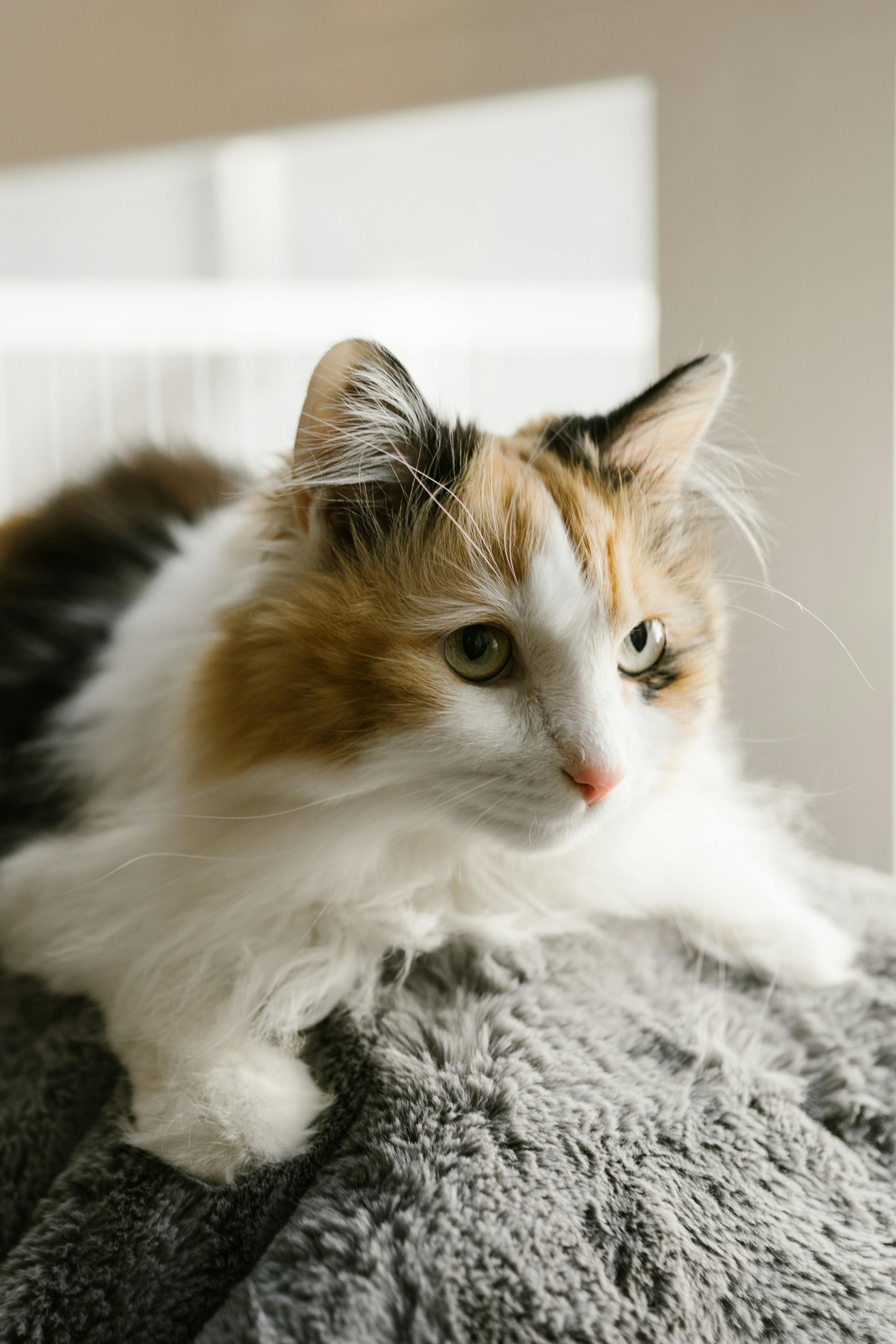 Calico Cat HD Wallpapers and Backgrounds